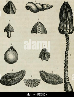 . Das Weltall ; Beschreibung und Geschichte des Kosmos im Entwicklungskampfe der Natur. La cosmologie. 622. Veuillez noter que ces images sont extraites de la page numérisée des images qui peuvent avoir été retouchées numériquement pour plus de lisibilité - coloration et l'aspect de ces illustrations ne peut pas parfaitement ressembler à l'œuvre originale.. Ule, Otto Eduard Müller, 1820-1876. Halle H. W. Schmidt Banque D'Images