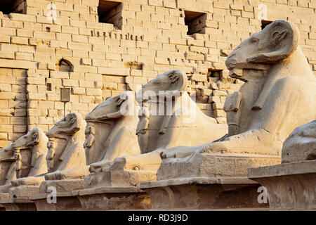 La mémoire RAM des statues dans l'avant du Temple de Karnak, Louxor, Egypte Banque D'Images