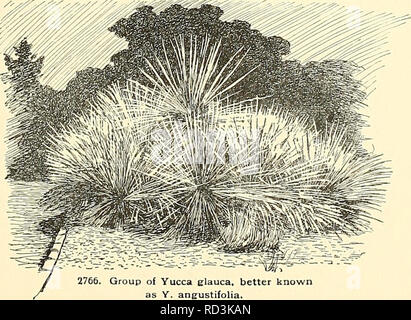 . Cyclopedia of American horticulture, comprenant des suggestions pour la culture de plantes horticoles, les descriptions des espèces de fruits, légumes, fleurs et plantes ornementales vendues aux États-Unis et au Canada, ainsi que des notes biographiques et géographiques. Le Jardinage. j'^l 2757. Yucca Gloriosa, var. recurvifolia. 9. baccata, Torrey. L'espagnol, baïonnette basse, à partir de la rt stout exécutant camlex ; lvs. d'un vert plus jaune, Willi très épais fils marginal : panicule lâche plutôt dans le leaf-cluster : slj. et des fruits très gros. S, Colo, à l'Arizona B.B. 1:426. '(Vm. Tkelease.. 2766. Group Banque D'Images