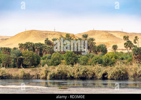 La végétation naturelle de palmiers et de verdure sur les rives du Nil en Egypte Banque D'Images