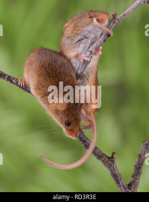 La souris super mignon. Les souris se récolte le plus petit mammifère indigène au Royaume-Uni et la seule souris avec une queue préhensile pour l'aider à monter. Banque D'Images