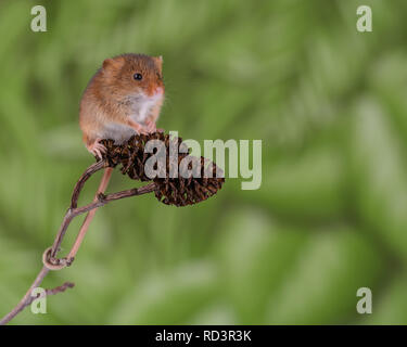 Une souris super mignon. Les souris se récolte le plus petit mammifère indigène au Royaume-Uni et la seule souris avec une queue préhensile pour l'aider à monter. Banque D'Images