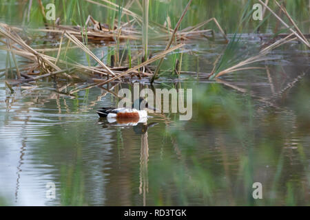 Le Canard souchet (Anas clypeata). La Russie, la région de Moscou Banque D'Images