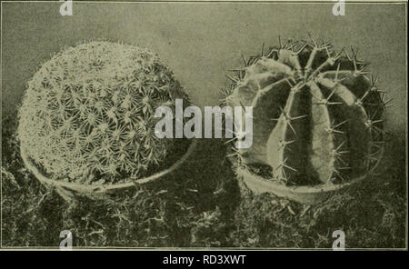 . Das Leben der Pflanze. Les plantes ; plantes ; plantes ; phytogéographie. ^Ibb. 13. Sße|tad)clta. Sußelfafteen 8inf.§ {Hoydeii MamiUaria : 2Rerifo). Öbdern Dberfläcl)c mit befe^t, bte je einen Stern Don ©tad)e[u trnflen. 9ie)t Kchinopsis paiaguayensis§ : (^^Jaraguat)). 2&gt;te ^bcfer fettlicf oertifat finb ju) oertaufenben érfd t)Kämmen)moljen. (Stufna^moi uon nr. jg&gt ;. ;H et Mann.). Veuillez noter que ces images sont extraites de la page numérisée des images qui peuvent avoir été retouchées numériquement pour plus de lisibilité - coloration et l'aspect de ces illustrations ne peut pas parfaitement ressembler à l'œuvre originale.. Fr Banque D'Images
