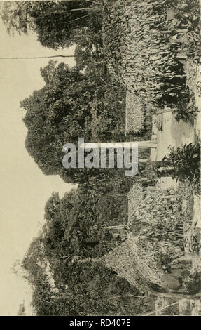 . Dans la grande forêt de l'Afrique centrale. Mon voyage au Congo et à la Mongala en 1896. La botanique. ^ ^M s. Veuillez noter que ces images sont extraites de la page numérisée des images qui peuvent avoir été retouchées numériquement pour plus de lisibilité - coloration et l'aspect de ces illustrations ne peut pas parfaitement ressembler à l'œuvre originale.. Thonner, Franz, 1863- ; L'Huillier, Henriette. Bruxelles : Société belge de librairie Banque D'Images