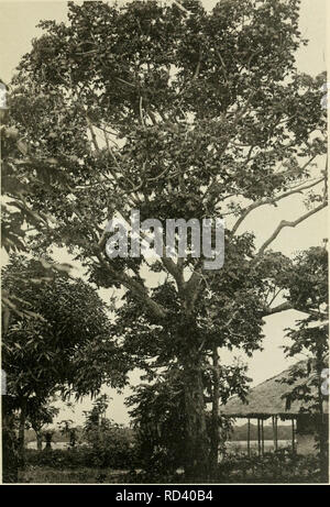 . Dans la grande forêt de l'Afrique centrale. Mon voyage au Congo et à la Mongala en 1896. La botanique. PI. 25.. Sufoutier dans les plantations d'Equateurville.. Veuillez noter que ces images sont extraites de la page numérisée des images qui peuvent avoir été retouchées numériquement pour plus de lisibilité - coloration et l'aspect de ces illustrations ne peut pas parfaitement ressembler à l'œuvre originale.. Thonner, Franz, 1863- ; L'Huillier, Henriette. Bruxelles : Société belge de librairie Banque D'Images