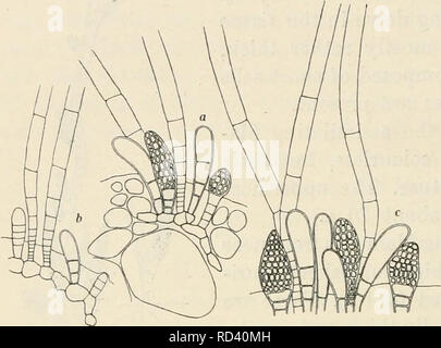 . Dansk botanisk arkiv. Les plantes Les plantes ; -- le Danemark. 436 Dansk Botanisk Arkiv, Bd. 3. N°1. haec pilos, ascocystos et les sporanges erecta très hospitem surgentia gignunt. Ascocysti clavati, ca. 65 fi longi et 10-16 // lati. Longi Pili ; articuli eorum en parte basali breves, ca. Fi 6 lati, en parte superiori longi, ca. 180 // et crassiores, ca. 16 i lati. Les sporanges pluri- locularia pediculis brevibus, ex-fiisiformia surgentia dulcis, ca. 16-26 et 65 lata'if // longa. Sur un spécimen de Hypnea miiscijormis une petite, en partie en- dophytic algue brune a été trouvé qui je pense peut être au genre Banque D'Images
