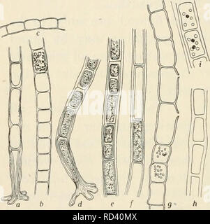 . Dansk botanisk arkiv. Les plantes Les plantes ; -- le Danemark. 424 Dansk Botanisk Arkiv, Bd. 3. N° 1. forme qui je pense que l'égard de cette espèce (Fig. 405). C'est cultiver ensemble avec les formes Chaetomorpha. Il est fixé sur les rochers, etc. au moyen d'un plus grand ou plus courte cellule basale formée par throughgrowing du plus bas des cellules. Les cellules de la partie végétative des filaments sont environ 70-80 |u d'épaisseur et deux à quatre fois plus long. Les zoosporanges sont souvent un peu augmenté dans leur milieu, près de 85 [un épais et deux à trois fois plus longue. Saint-jean : Christiansfort. Rhizoclonium Kütz. U Banque D'Images