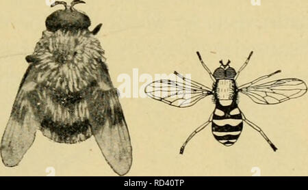 . Entomologie élémentaire. L'entomologie. Fig. 369. La mouche à queue de rat, larve de syrphe une semblable à la Fig. 368. (Deux fois la taille naturelle) (Après Kellogg) entre les colonies des poux, autour de laquelle les mouches peuvent être vus planant, et les larves dévorent les aphides goulument, étant parmi ses plus importants ennemis naturels. Certaines des espèces plus grandes sont densément couvertes de poils noirs et jaunes, ressemblant étroitement à ce bourdon d'abeilles, dont les larves dans leurs nids. Une espèce courante qui est souvent trouvé sur windows à l'automne est connu comme le drone volée, de son étroite ressemblance avec un miel2170 drone. Je Banque D'Images