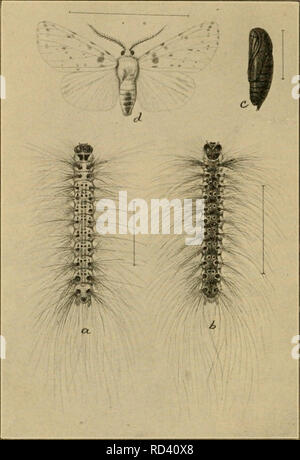 . Entomologie élémentaire. L'entomologie. 208 {PyrrJiarctia isabclla entomologie élémentaire), dont la larve est poilue de couleur rouge-brun au milieu et noir à chaque extrémité. Il fait mais peu de mal, mais l'espèce est souvent observée sur les promenades à l'automne et au printemps, de sorte qu'il est bien connu. L'automne de site web est la politique caterpil ver- lar qui couvre nos arbres fruitiers avec ses toiles inesthétiques à la fin de l'été. Les papillons sont d'un blanc pur ou tachetées de noir. Les chenilles 3xy du jaune- ish à noirâtres, avec des lignes et des taches plus foncées, et sont couvertes de poils longs. La plupart des chenilles de cette famille nourrir o Banque D'Images