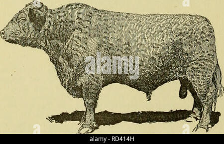 . Cyclopedia des animaux de ferme. Les animaux et produits du règne animal. Fig. 373. Vache Galloway. Myrtle de Avondale 24942. plusieurs pays. Ils peuvent maintenant être trouvés en Russie, Afrique du Sud, le Mexique et l'Alaska. En United States ils sont plus nombreux dans l'ouest de la ceinture de maïs et les états de l'aire que dans les états du sud. Au cours de l'année, plusieurs ont été expédiés à vir- ginia, en Floride, en Californie et en Alaska à partir de la ceinture de maïs- troupeaux, et un esprit d'Espagnol a pris récemment un grand nombre de Midland, Texas, à son ranch au Mexique.. Fig. 372. Galloway taureau. Pat Ryan de Red Cloud 20038. Ce cou Banque D'Images