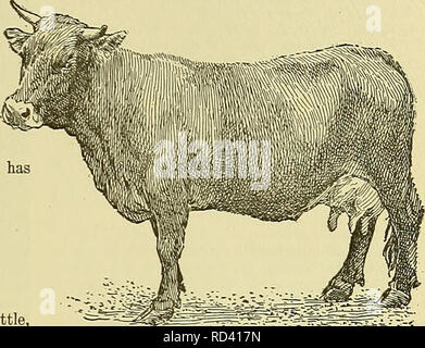 . Cyclopedia des animaux de ferme. Les animaux et produits du règne animal. 339 Bovins Bovins pesant 250 à 300 livres. Ils produisent une viande blanche, très parfumée. Pour passage à niveau.-l'utilisation de taureaux Brown Swiss sur les élèves de vaches pour produire des veaux est fortement recom- mandé. De nombreux agriculteurs engraissent eux sur le lait écrémé et les vendre aux côtés d'autres veaux engraissés sur le lait entier. Elles sont également précieuses pour traverser sur les actions communes à l'affaiblis- fusing une vigueur nouvelle. Organisations et des enregistrements. La race bovine américaine Brown Swiss- ers' Association, organisée en 1880, s'occupe de l'intérêt de la race dans ce Banque D'Images