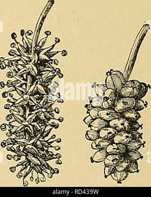 . Cyclopedia of American horticulture, comprenant des suggestions pour la culture de plantes horticoles, les descriptions des espèces de fruits, légumes, fleurs et plantes ornementales vendues aux États-Unis et au Canada, ainsi que des notes biographiques et géographiques. Le jardinage. 42D. Moringa oleifera à propos de grandeur nature. 1421. Oleiferaâ Moringa le cheval-radis arbre. (XM.) des staminodes, les anthères attachés à l'arrière, et l-lo- culed : Fr. Une longue, 4-9-coudée, 1 gousse biloculaire à 3 valves, les grains immergés dans le contenu des soupapes. oleifera, Lam. Pterygosphmia Gfertn (M.,.). Banque D'Images