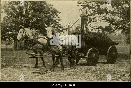 . L'agriculture primaire. L'agriculture. Chapitre XIII DU SOL ET DE LA MACHINERIE AGRICOLE L'agriculture figure dans l'ancien temps. Pour des milliers d'années après les hommes ont appris à planter des semences dont ils ont labouré le sol avec un bâton fourchu. Leur seul but semble être d'obtenir les semences traitées dans le sol. Dans l'Égypte de longs âges graines ont été dispersés vaste- cast à la main et les troupeaux de bétail ont été conduit sur le terrain de clochard. Ces anciens peuples tirent leur grain avec un couteau croche et battre les grains de l'enveloppe et de la balle avec un bâton, ou. Fig. 54. Hie hcsi et chcai fcrtUizcr tst'. peste. Parfois, ils d Banque D'Images