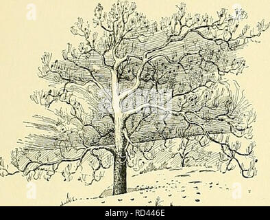 . Cyclopedia of American horticulture, comprenant des suggestions pour la culture de plantes horticoles, les descriptions des espèces de fruits, légumes, fleurs et plantes ornementales vendues aux États-Unis et au Canada, ainsi que des notes biographiques et géographiques. Le jardinage. PLATANUS PLATANUS 1367 il atteint la taille de 30 lignes -pi. de diamètre et de plus, semble-t-il -et a été planté comme un arbre d'ombrage dans l'Asie et l'Europe S. W., et aujourd'hui c'est encore l'un des préféré des arbres de rue tout au long de la régions tempérées de l'Europe. Il a également été reconnu dans ce pays que sur Banque D'Images