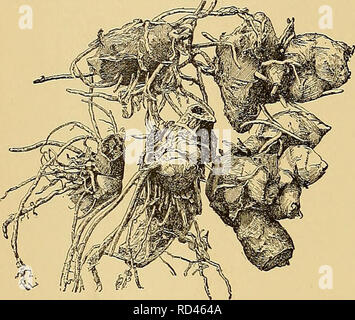 . Cyclopedia of American horticulture, comprenant des suggestions pour la culture de plantes horticoles, les descriptions des espèces de fruits, légumes, fleurs et plantes ornementales vendues aux États-Unis et au Canada, ainsi que des notes biographiques et géographiques. Le jardinage. CANNA 240 CANTERBURY BELL ou fourchue, les bractées obtus, petites et vert ; sépales lancéolées, vert, mln. ou moins long ; pétales lanceolados, IX in. de long, teinté de rouge ; staminodes ensemble, rouge ou jaune-rouge à lèvres ; la même couleur, oblancéolées et ginate emar-, au Brésil. CO. tige glabre. D. feuilles vert. 13 comp. Banque D'Images