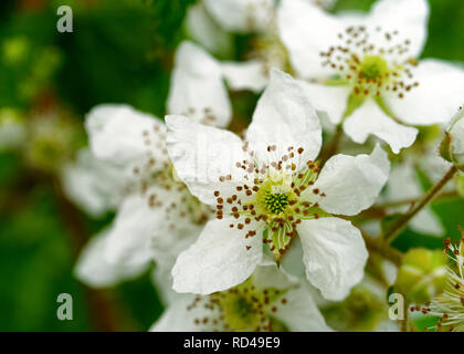 La floraison des plantes Blackberry à l'état sauvage. Banque D'Images