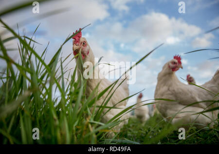 Poules dans l'herbe verte sous un ciel bleu Banque D'Images