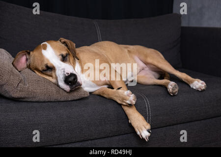 Chien endormi sur le canapé. Portrait de Staffordshire terrier reposant sur un canapé dans salon confortable Banque D'Images