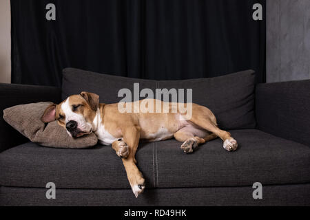 Chien endormi sur le canapé. Staffordshire terrier mignon reposant sur un canapé dans salon confortable Banque D'Images