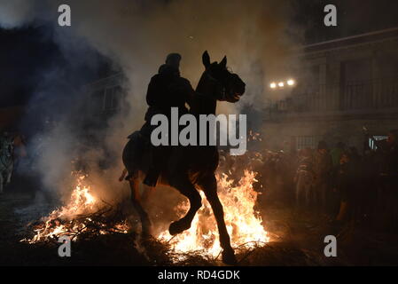 San Bartolome de Pinares, Espagne. 16 janvier, 2019. Un homme monte un cheval dans un feu de joie dans le cadre d'un rituel en l'honneur de Saint Antoine l'Abbé, le saint patron des animaux domestiques. Crédit : John Milner SOPA/Images/ZUMA/Alamy Fil Live News Banque D'Images