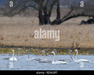 Schwedt, Allemagne. 15 Jan, 2019. Cygne chanteur (Cygnus cygnus), ici trois parents et cinq jeunes plumes gris encore, de nager dans la zone inondée de la Basse polder Oder Valley National Park. La basse vallée de l'Oder est devenu le pays d'adoption des cygnes chanteurs. (À 13 jours "Singschwan lure dans le bas du Parc National de la vallée de l'Oder' à partir de 17.01.2019) Crédit : Patrick Pleul/dpa-Zentralbild/ZB/dpa/Alamy Live News Banque D'Images