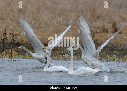 Schwedt, Allemagne. 15 Jan, 2019. Singschwäne (Cygnus cygnus) ici, deux parents et deux jeunes plumes gris encore, de nager dans la zone de polders inondés du parc national Unteres Odertal. La basse vallée de l'Oder est devenu le pays d'adoption des cygnes chanteurs. (À 13 jours "Singschwan lure dans le bas du Parc National de la vallée de l'Oder' à partir de 17.01.2019) Crédit : Patrick Pleul/dpa-Zentralbild/ZB/dpa/Alamy Live News Banque D'Images