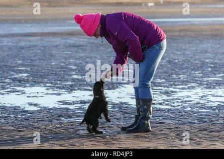 Troon, Ayrshire, UK. 17 janvier, 2019. Forte gelée et le vent froid n'a pas décourager Stanley, une semaine 10 vieux cocker anglais de Glasgow, profitant de sa première journée sur une plage et de jouer dans la mer et le sable. Credit : Findlay/Alamy Live News Banque D'Images