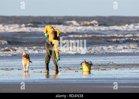 Blackpool, Lancashire, Royaume-Uni. 17 janvier 2019. Météo France : la mer pêcheur appâts. Un pêcheur de la mer tire parti de l'eau faible comme il l'appâts pour lugworm dans la belle après-midi à travers le vitrage soleil plage de Blackpool, dans le Lancashire. Credit : Cernan Elias/Alamy Live News Banque D'Images