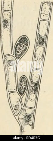 . Dansk botanisk arkiv. Les plantes Les plantes ; -- le Danemark. 46 Dansk Botanisk Arkiv, Bd. 3. N°1.. Fig. 43. Chaetium Acro-- occi dentale nov. spec. Branche avec sporan- gia, le haut- plus divisé en deux- spo res. (À propos de 400 : 1). (Vickers) est la même que cette espèce. Mais la descrip- tion de m^^ j Vickers est tellement défectueuse qu'une identification par l'aide de il est impossible et que : "Les échan- tillons, mal conservé, ne se pretent pas bien å rétude", aucune aide du matériau d'origine semble également exclus. Les bases des deux plantes en question sont apparemment identiques et ils sont tous deux vivant Banque D'Images