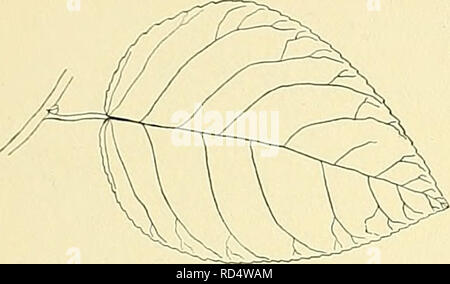 . Cyclopedia of American horticulture, comprenant des suggestions pour la culture de plantes horticoles, les descriptions des espèces de fruits, légumes, fleurs et plantes ornementales vendues aux États-Unis et au Canada, ainsi que des notes biographiques et géographiques. Le jardinage. POPULUS POPULUS 1409 S.S. 9:490. -La forme native est parfois vu sur les bâtiments agricoles et le long des routes, où il fait un arbre intéressant et durable ; mais il est un peu trop raide pour les effets pleasantest et trop étroit pour le meilleur de l'ombre. La blancheur terne de la face inférieure des feuilles af-. 1910. Populu Banque D'Images