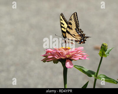 Joli papillon noir et jaune sur une fleur rose Banque D'Images