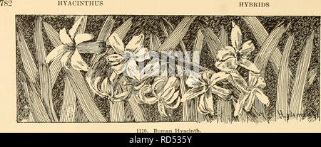 . Cyclopedia of American horticulture : comprenant des suggestions pour la culture de plantes horticoles, les descriptions des espèces de fruits, légumes, fleurs et plantes ornementales vendues aux États-Unis et au Canada, ainsi que des notes biographiques et géographiques. Jardinage ; horticulture ; horticulture ; l'horticulture. Rouge Double : Bouquet tendre. Crimson. Par Noble Merite. Vive les DS3. ^ Lilas unique : Haydn. Mauve-Lilas. Seul jaune ; Ida. jaune pur. Roi des jaunes. Jaune foncé. Double Yellow : Goethe. D'un jaune vif. Jacinthes, Miniature ou "Dutch romains," sont des petits- Banque D'Images