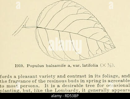 . Cyclopedia of American horticulture, comprenant des suggestions pour la culture de plantes horticoles, les descriptions des espèces de fruits, légumes, fleurs et plantes ornementales vendues aux États-Unis et au Canada, ainsi que des notes biographiques et géographiques. Le jardinage. POPULUS S.S. 9:490. - ÂThe forme native est parfois vu sur les bâtiments agricoles et le long des routes, où il duralile malics et un arbre intéressant ; mais il est un peu trop raide pour les effets pleasantest et trop étroit pour le meilleur de l'ombre. La blancheur terne de la face inférieure des feuilles af- POPULUS ]40f), plantation. Banque D'Images