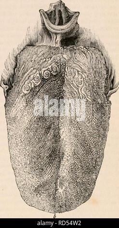 . La cyclopaedia d'anatomie et physiologie. Anatomie ; physiologie ; Zoologie. Langue maternelle. E Résultats t 1121 surface de l'épiglotte, les côtés du pharynx, et vers le haut pour le palais mou et postérieure de la joue. Comme nous passions l'avant il nous est d'investir les côtés, et progressivement de plus en plus de la surface inférieure, reflétée dispersa sur la hyoglossi nioglossi- ge et les muscles, les glandes sublinguales, navires, et les nerfs, et bien le tissu aréolaire, qui le sépare du muscle mylohyoid, à la surface interne des alvéoles de la mâchoire inférieure, où il devient continue avec les muqueuses membran Banque D'Images