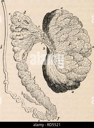 . La cyclopaedia d'anatomie et physiologie. Anatomie ; physiologie ; Zoologie. T7ie joint à lobes le médiastin, mais artificiellement séparés les uns des autres. (À partir d'une préparation dans le Hunterian Museum, autrefois dans un SIR, Cooper's collection.) pas tout à fait distinctes, mais communiquer avec les lobes voisins : les processus les investir sont donc incomplète, et les lobes ne peuvent pas être séparés les uns des autres sans division de certains des tubuli séminifère. Krause estime le nombre des lobes comme variant de 404 à 484.* Les tubuli sont de couleur blanche et de taille uniforme, mais leur ca Banque D'Images