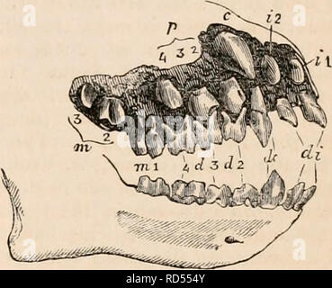 . La cyclopaedia d'anatomie et physiologie. Anatomie ; physiologie ; Zoologie. Les dents. 921 seulement dans les petites molaires chimpanzé aussi grande que la dent correspondante dans les variétés noires du sujet humain, dans la plupart, en particulier les Australiens, le vrai molaires à atteindre des dimensions plus grandes que dans les races jaune ou blanc. Les quatre principaux cuspides, surtout les deux internes, de la première molaire des deux espèces de chimpanzés sont plus pointu et prolongée que dans l'homme ; une cinquième petite cuspide est développé derrière la paire extérieure, comme dans les orangs et les Gibbons, mais est inférieur à celui de l'homme. L Banque D'Images