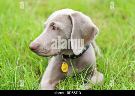 Un chiot braque assis pensivement dans l'herbe Banque D'Images