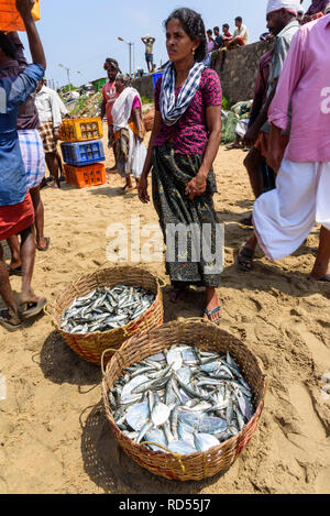 Femme vendant des paniers de poissons à Vizhinjam beach marché aux poissons, près de Kovalam, Kerala, Inde Banque D'Images