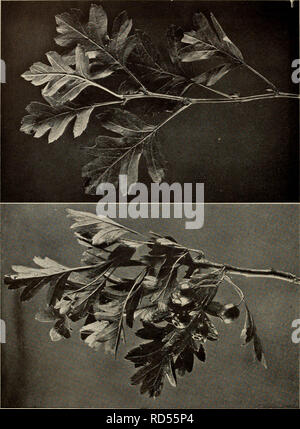 'L'arbre livre : un guide populaire à la connaissance des arbres d'Amérique du Nord et de leurs usages et du sol" (1920) Banque D'Images
