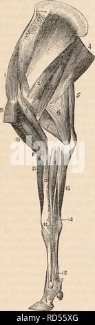 . La cyclopaedia d'anatomie et physiologie. Anatomie ; physiologie ; Zoologie. N. 529 une plus grande, et divisé en deux,-un petit paquet de chair partant de l'extrémité antérieure du sternum à la partie inférieure de l'humérus, et une grande entrée off' de toute la longueur du sternum e résultats t- à l'ancienne, ses fibres passant ob- liquely l'avant d'être inséré dans la tubérosité externe du même os. Il y a un feuillet musculaire additionnels dans le mouton et le cheval, par l'action de laquelle le passage à niveau de l'avant-jambes est produite ; c'est par le hippotomists libellés ambi Banque D'Images