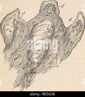 . La cyclopaedia d'anatomie et physiologie. Anatomie ; physiologie ; Zoologie. 50&lt;je TEGUMENTARY. Organes Tissus conjonctifs parfait occupant le centre de la papille, et distingue de plus en ayant leur endoplasts et élastique imparfait Fig. 320.. Une papille avec son Corpusculum tactus entouré ly trois papille vasculaire fibrilles disposés transversalement. à l'axe de la papille, de sorte qu'ils semblent être constituées de laminge superposés transversaux (Jig. 320.). Un ou deux dark-contoured tubules nerveuses trouver dans la base de la papille, et tournant le long d'un côté des globules, fine Banque D'Images