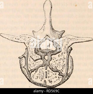 . La cyclopaedia d'anatomie et physiologie. Anatomie ; physiologie ; Zoologie. Les sinus médullaire vu de l'avant. (Après Breschet.) La partie antérieure de la base cranii et le visage ont été supprimés, ainsi que les corps des vertèbres. / Sinus latéraux, en ordre décroissant pour former sa jonction •avec la veine jugulaire ; c, sinus caverneux ; v, ver- tebral artère, le sinus longitudinal avec leurs veines transversales reliant, couché immédiatement- hind les corps des vertèbres. L'intérieur et le sinus caverneux prb qualite apparaissent comme con- tinuations d'entre eux dans le crâne, et l'Ec et transversale Banque D'Images