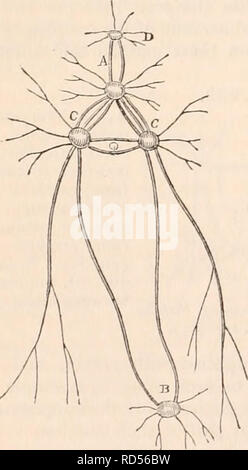 . La cyclopaedia d'anatomie et physiologie. Anatomie ; physiologie ; Zoologie. Système nerveux de l'Aplysie. Dans Sci/lhea, selon M. Gamer, le cerveau est entièrement supra-oesophagien ; il semble être composé de quatre organismes des ganglions, pro- bably et cérébral de l'activité. Le pied est devenu trop faible pour que les noyaux gris centraux. M. Garner a remarqué deux minutes de points noirs, un de chaque côté du cerveau, composé probablement de pigment noir, qu'il considère être rudimentaires des yeux.. Veuillez noter que ces images sont extraites de la page numérisée des images qui peuvent avoir été numériquement enh Banque D'Images