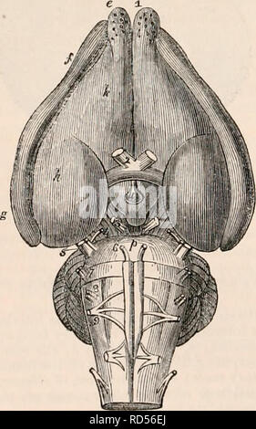 . La cyclopaedia d'anatomie et physiologie. Anatomie ; physiologie ; Zoologie. paire e résultats t (testicules) (8) ; une circonstance qui est l'inverse de ce qui existe en carnivores quadrupèdes. En d'autres respecte la structure du cerveau dans les rongeurs n'offre pas liarity pecu- dignes de mention spéciale. Les organes des sens strictement conforme à leur structure anatomique pour le type général commun à mammiferous quadrupèdes, et par conséquent n'a pas besoin d'occuper notre attention dans ce lieu. Fig. 280. La surface du cerveau du mâle agouti. (Après toi.) a, la medulla spinalis ; b, c, pyramide, postérieur Banque D'Images