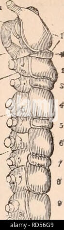 . La cyclopaedia d'anatomie et physiologie. Anatomie ; physiologie ; Zoologie. Myriopodes., lipides qui l'entoure de tous les côtés, sont considérés être perforée à intervalles jc- 0-.2 avec de nombreux troubles valvulaires ori- fices °', par lequel le cir- culating gains liquide gratuitement admis- sion de la cavité générale du corps, et par l'ONU- dulatory les contractions de la partie dorsale coeur ainsi construits est forcée de l'avant vers la tête. Arrivé dans le voisinage- bourhood^ l'oesophage de la nageoire dorsale est vu donner à coeur1 off plusieurs navires, et ac- d'après l'avis de M. Newport et M. Lord,* il y a des raisons de Banque D'Images