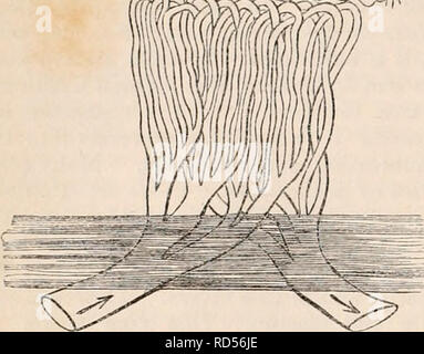 . La cyclopaedia d'anatomie et physiologie. Anatomie ; physiologie ; Zoologie. 282 navires et l'épithélium respiratoire. Cet organe, cependant, est encore composé d'un certain nombre d'pccu- Fig. 230.. Plan d'vaisseaux sanguins dans le presse-étoupe (} ? aérogènes de l'air de la vessie à la morue, montrant le caractère simplement des navires en boucle. {Original.) a, a, indiquez une strate de fibres, de navires, et l'épithélium tapissant la surface interne de la glande en commun avec l'ensemble de l'intérieur de la vessie. liarly- de l'air organisés, de forme allongée, les corpuscules qui descendent en deux lignes de chaque branche vasculaire, et sont liés tog Banque D'Images