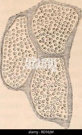 . La cyclopaedia d'anatomie et physiologie. Anatomie ; physiologie ; Zoologie. Fig. 290. La section transversale de trois fibres élémentaires du muscle pectoral séchés de la Sarcelle, (Querquedula crecca), traités par la faiblesse de l'acide citrique, qui fais le tour des particules de réfraction est séparé de l'un d'une autre. Le bord coupé de la gaine tubulaire de chaque fibre est également considérée. C'est dans ces éléments que l'sarcous con- tractile pouvoir réside, et, comme ils sont enclins à conserver après la mort les effets divers de la con- traction ils ont subi au cours de la rigor mortis, il n'est pas facile de donner une mesure exacte- men Banque D'Images