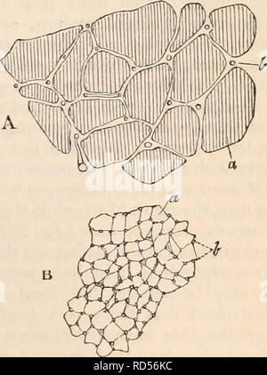 . La cyclopaedia d'anatomie et physiologie. Anatomie ; physiologie ; Zoologie. Le muscle. 507 Organisation et propriétés, mais que cette méthode simple de procédure est la plus susceptible de conduire à une vraie et conclusion sur l'anatomie, non seulement de cela, mais de tous les elemen- taire des structures, devient chaque jour plus evi- dent. Divers moyens subsidiaires peuvent sans doute être employée avec avantage, par injections la largeur des autres. En général les fibres du cœur sont plus petites que celles d'autres muscles à rayures. Les variétés dans la moyenne dans les différentes catégories en vrac ont une relation étroite Banque D'Images