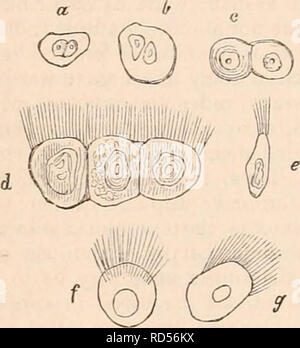 . La cyclopaedia d'anatomie et physiologie. Anatomie ; physiologie ; Zoologie. 492 MUQUEUSE. difficiles à rejeter la croyance qu'il est intimement concerné dans la fonction glandulaire, et varie en correspondance avec elle. À la précédente compte rendu sommaire de ces trois grands types d'épithélium beaucoup pourraient être ajoutées concernant l'formes intermédiaires. Tliis, toutefois, ne semble pas être nécessaire en général pour une description. L'alimentation et l'sont prismatiques vu superposée dans les speci- hommes QUE J'ai pensé à partir de la membrane tympanique humaine (fig. 281). De la non-ciliées et cilié epithel Banque D'Images